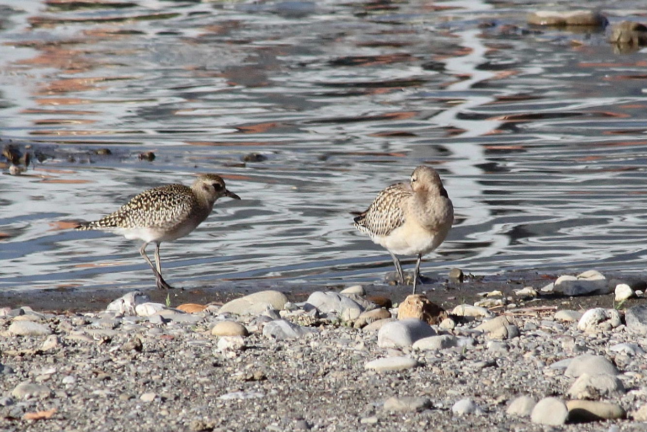 Pluvialis squatarolaPivieressa